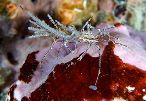North Sulawesi-2018-DSC03916_rc- Hydroid decorator crab-Crabe decorateur hydroide- Hyastenus bispinosus